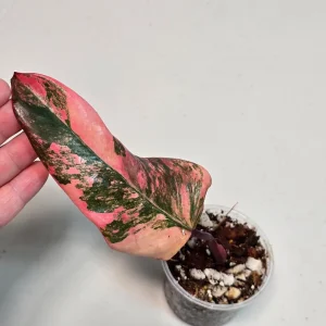 Variegated Philodendron Strawberry Shake Live Plant - Rare Pink Houseplant - Image 4