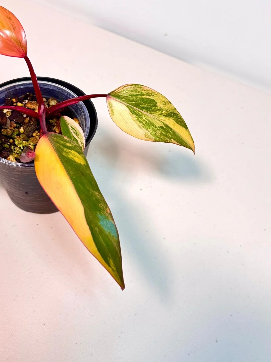 Variegated Philodendron Strawberry Shake Live Plant - Pink Aroid Houseplant - Image 4