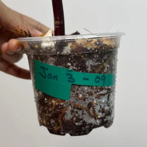 Variegated Philodendron Strawberry Shake Live Plant - Pink Philodendron Houseplant - Image 4