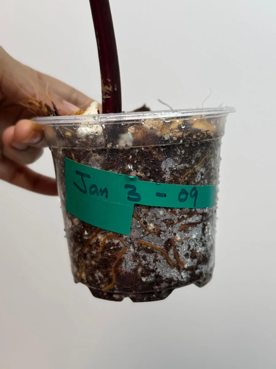 Variegated Philodendron Strawberry Shake Live Plant - Pink Philodendron Houseplant - Image 4