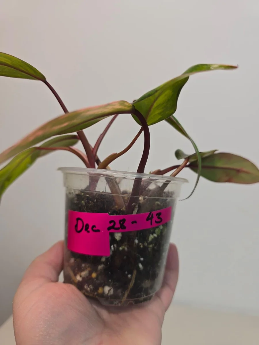 Variegated Philodendron Strawberry Shake Live Plant - Rare Pink Aroid Houseplant - Image 4