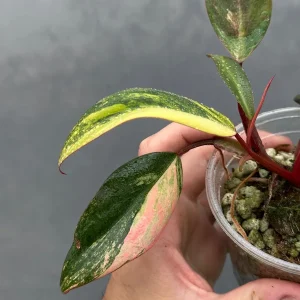 Variegated Philodendron Strawberry Shake Live Plant - Rare Houseplant - Image 4