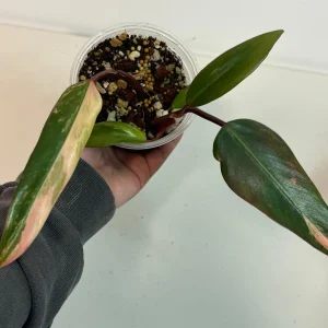 Variegated Philodendron Strawberry Shake Live Plant - Rare Indoor Aroid - Image 4