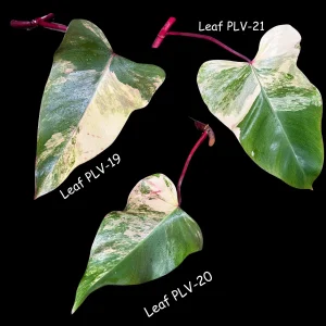Variegated Philodendron Strawberry Shake Live Plant Cutting - Pink & Cream Foliage - Image 4