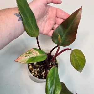 Variegated Philodendron Strawberry Shake Live Plant - Pink Philodendron - Image 4