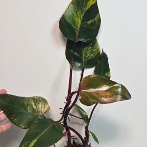 Variegated Philodendron Strawberry Shake Live Plant - Rare Pink Aroid Houseplant - Image 4