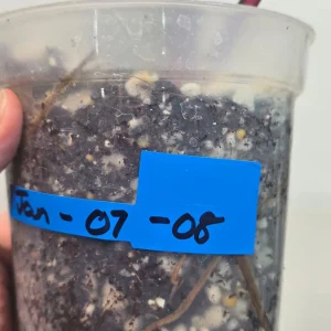 Variegated Philodendron Strawberry Shake Live Plant - Rare Pink Houseplant - Image 5