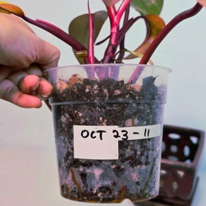 Variegated Philodendron Strawberry Shake Live Plant - Pink Philodendron Houseplant - Image 5