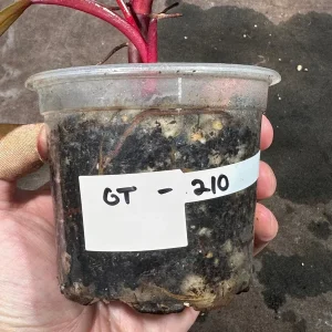 Variegated Philodendron Strawberry Shake Live Plant - Rare Pink Houseplant - Image 5