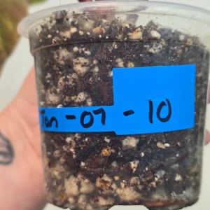 Variegated Philodendron Strawberry Shake Live Plant - Rare Indoor Pink Plant - Image 5