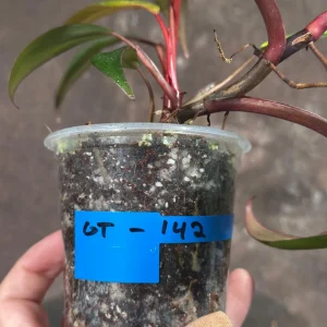 Variegated Philodendron Strawberry Shake Live Plant - Rare Collector Houseplant - Image 5