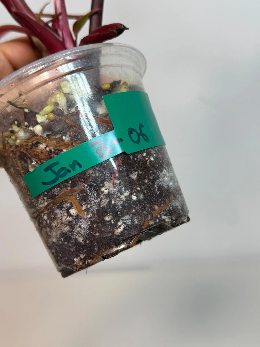 Variegated Philodendron Strawberry Shake Live Plant - Rare Pink Houseplant - Image 5