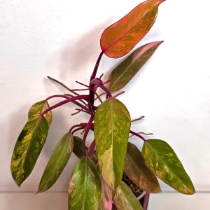 Variegated Philodendron Strawberry Shake Live Plant - Rare Pink Collector Plant - Indoor Houseplant - Image 5