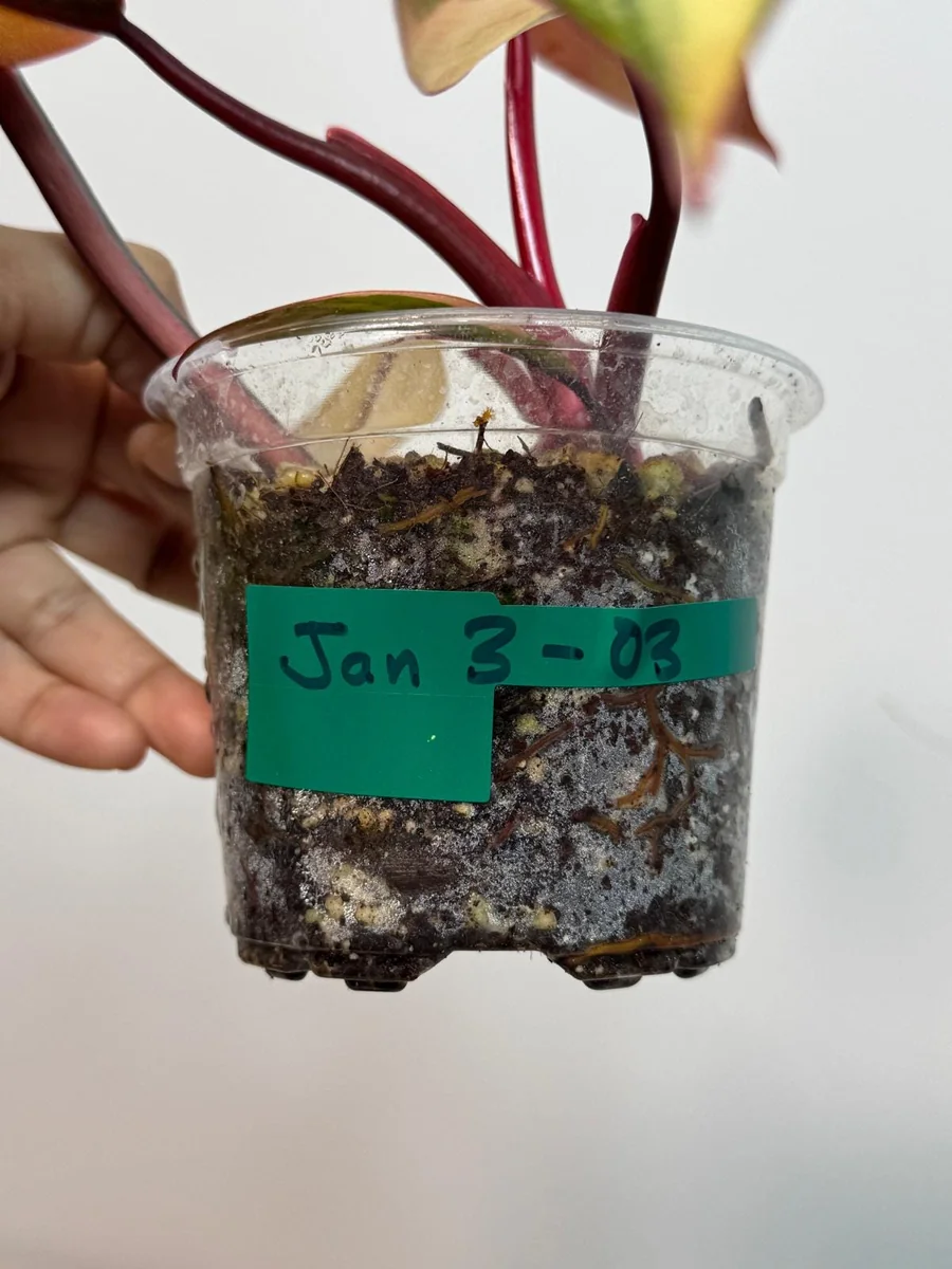 Variegated Philodendron Strawberry Shake Live Plant - Pink Aroid Houseplant - Image 5