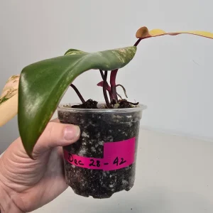 Variegated Philodendron Strawberry Shake Live Plant - Rare Pink Houseplant - Image 5