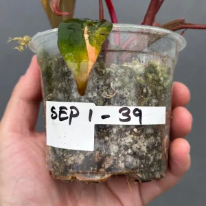 Variegated Philodendron Strawberry Shake Live Plant - Rare Houseplant - Image 5