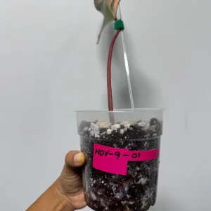 Variegated Philodendron Strawberry Shake Live Plant – Rare Indoor Aroid - Image 5