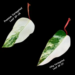 Variegated Philodendron Strawberry Shake Live Plant Cutting - Pink & Cream Foliage - Image 5