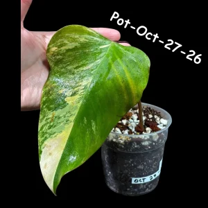 Variegated Philodendron Strawberry Shake Live Plant - Rare Aroid Houseplant - Image 5