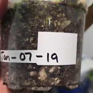 Variegated Philodendron Strawberry Shake Live Plant - Pink Philodendron - Image 5