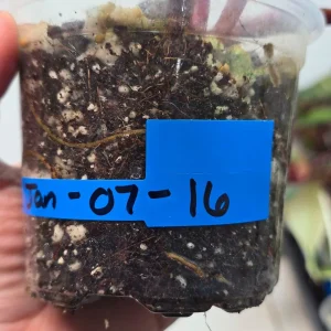 Variegated Philodendron Strawberry Shake Live Plant - Pink Philodendron - Image 5