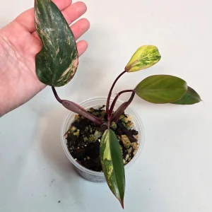 Variegated Philodendron Strawberry Shake Live Plant - Pink Philodendron - Image 5