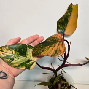 Variegated Philodendron Strawberry Shake Live Plant - Rare Pink Houseplant - Image 5