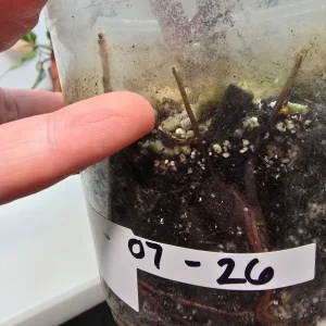 Variegated Philodendron Strawberry Shake Live Plant - Rare Pink Houseplant - Image 6