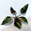 Variegated Philodendron Strawberry Shake Live Plant - Rare Indoor Plant - Image 1