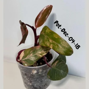 Variegated Philodendron Strawberry Shake Live Plant - Rare Pink & Yellow Foliage Houseplant - Image 8