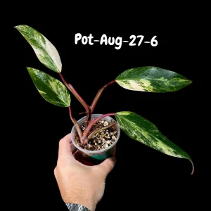 Variegated Philodendron Strawberry Shake Live Plant - Rare Aroid Houseplant - Image 9