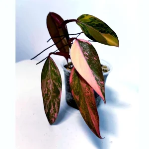 Variegated Philodendron Strawberry Shake Live Plant - Rare Indoor Houseplant - Image 1