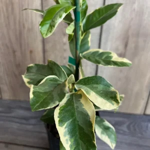 Variegated Pink Lemon in half Gallon Pot, air layered, Florida Shipping Only - Image 2
