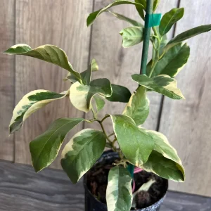 Variegated Pink Lemon Live Plant - 1/2 Gallon Pot - Indoor/Outdoor Fruit Tree - Image 3