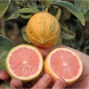 Variegated Pink Lemon Tree - Live Plant, 2 Gallon, 2 Feet Tall, Outdoor Citrus - Image 1