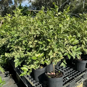 Variegated Pink Lemon Tree - Live Plant, 2 Gallon, 2 Feet Tall, Outdoor Citrus - Image 2