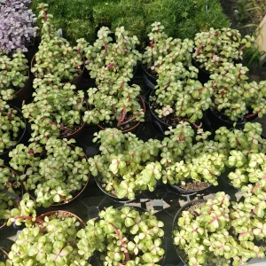 Variegated Rainbow Elephant Bush Portulacaria afra Live Plant - 2in or 4in Pot - Image 2