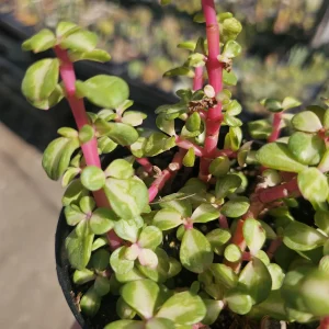 Variegated Rainbow Elephant Bush Portulacaria afra Live Plant - 2in or 4in Pot - Image 3