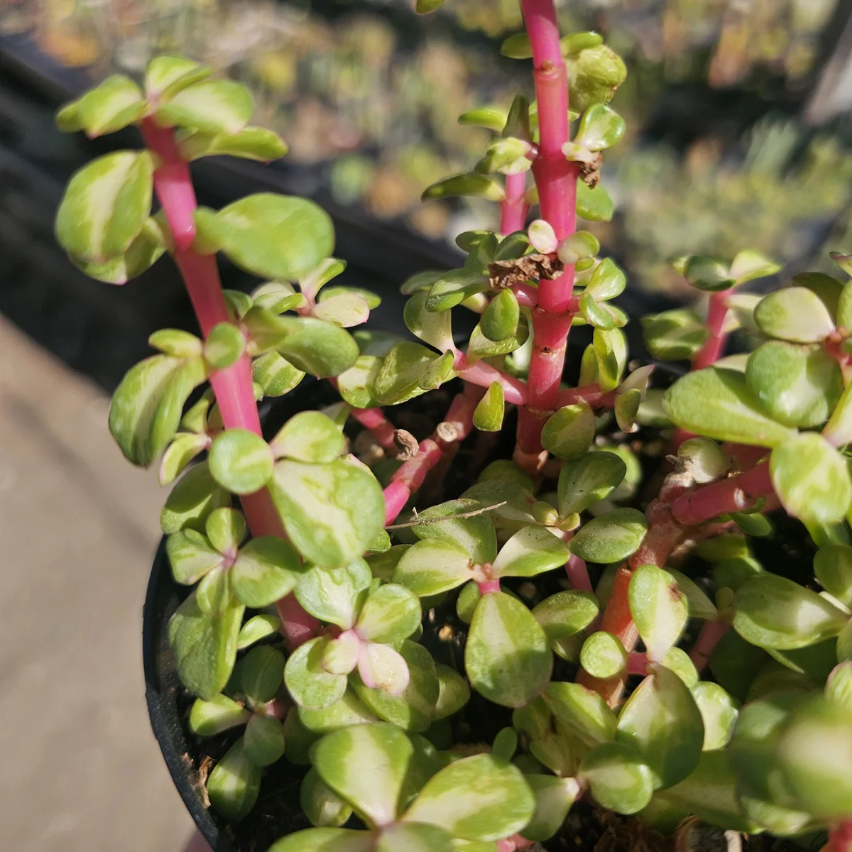 Variegated Rainbow Elephant Bush Portulacaria afra Live Plant - 2in or 4in Pot - Image 3