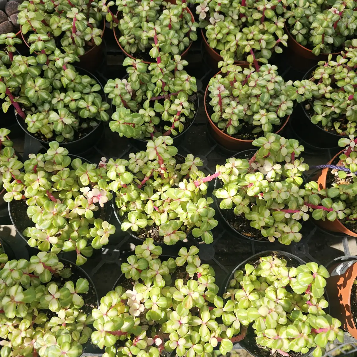 Variegated Rainbow Elephant Bush Portulacaria afra Live Plant - 2in or 4in Pot - Image 4