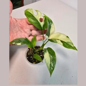 Variegated Rhaphidophora Tetrasperma Albo Live Plant - Mini Monstera Houseplant - Image 1