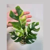 Variegated Rhaphidophora Tetrasperma Albo Live Plant - Mini Monstera Houseplant - Image 1