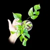 Variegated Rhaphidophora Tetrasperma Albo Live Plant – Mini Monstera Potted Houseplant - Image 1