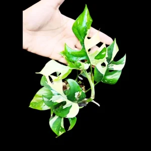 Variegated Rhaphidophora Tetrasperma Albo Live Plant - Mini Monstera - Exact Collector Plant - Image 1