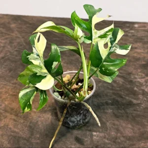 Variegated Rhaphidophora Tetrasperma Albo Live Plant – Mini Monstera Potted Houseplant - Image 2