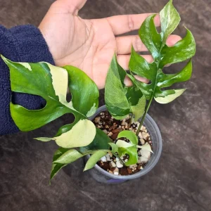 Variegated Rhaphidophora Tetrasperma Albo Live Plant - Mini Monstera Aroid - Image 2