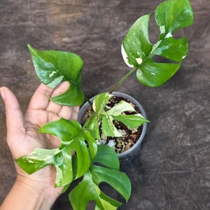Variegated Rhaphidophora Tetrasperma Albo Live Plant - Mini Monstera - Indoor Houseplant - Image 2
