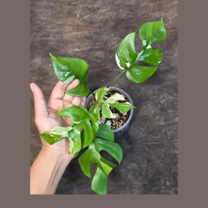 Variegated Rhaphidophora Tetrasperma Albo Live Plant – Mini Monstera Potted Houseplant - Image 2
