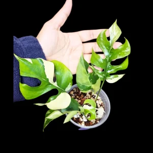 Variegated Rhaphidophora Tetrasperma Albo Live Plant - Mini Monstera - Indoor - Image 2