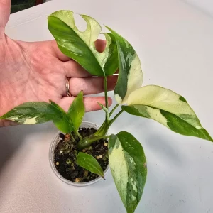 Variegated Rhaphidophora Tetrasperma Albo Live Plant - Mini Monstera Houseplant - Image 2